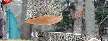 Reliable Silver Creek, NY Tree Services Solutions