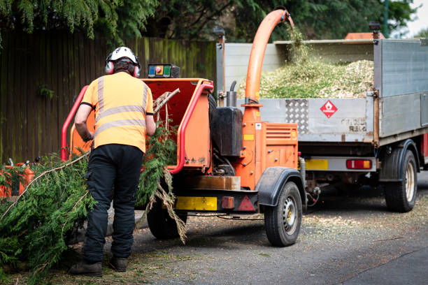 How Our Tree Care Process Works  in  Silver Creek, NY